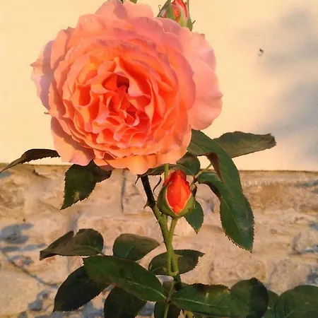 In Giardino *